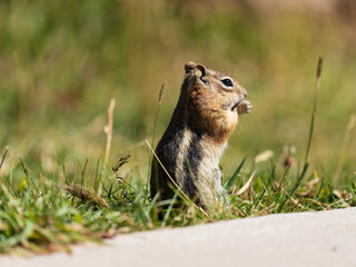 Chipmunk in a Colorado State Park