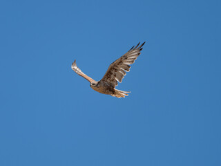 Ferruginous Hawk in flight in Colorado