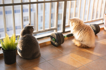 An inquisitive British Longhair cat with yellow fur showing keen interest in dumbbells at the gym, seemingly contemplating exercising its muscles with the weights to become more mighty. - obrazy, fototapety, plakaty
