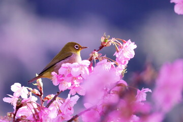 河津桜にとまるメジロ