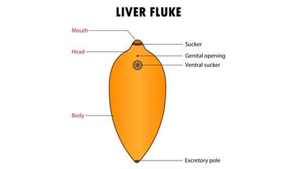 liver fluke, parasite animal diagram parts