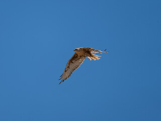 Ferruginous Hawk in flight in Colorado