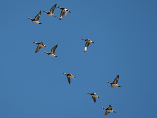 Northern Shoveler ducks in flight