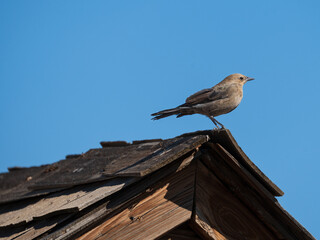 female Brewer's Blackbird perched on roof