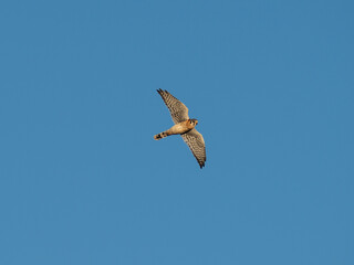 Male adult American Kestrel in flight