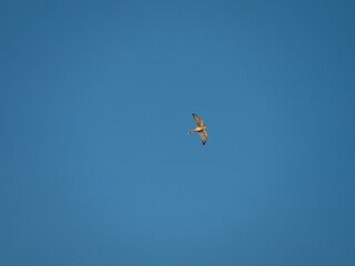 Fototapeta na wymiar Male adult American Kestrel in flight