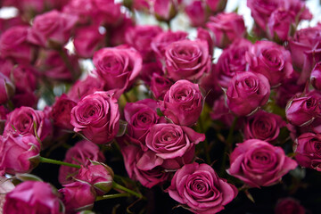 bunch of pink roses. The roses are in full bloom and the petals are a deep pink color close-up