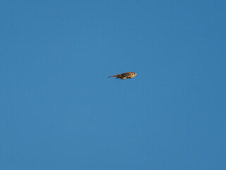 Male adult American Kestrel in flight