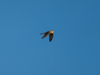 Male adult American Kestrel in flight