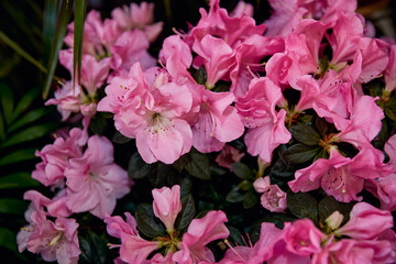 close-up photo of pink azaleas with green leaves. The background is blurred, with the flowers in focus.