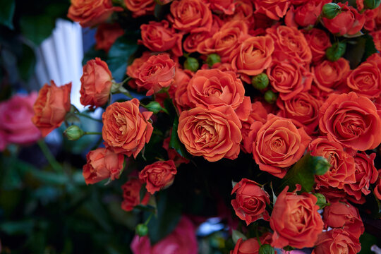 photo of a large group of vibrant orange roses. The roses are in full bloom and are tightly packed together. The background is blurred