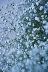 close-up of Gypsophila, commonly known as Baby’s Breath. The delicate white flowers, with their intricate details and soft hues, stand out against a serene background