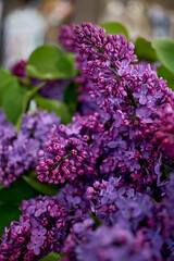 cluster of blooming purple lilacs against a soft, blurred background, embodying the serene beauty of spring