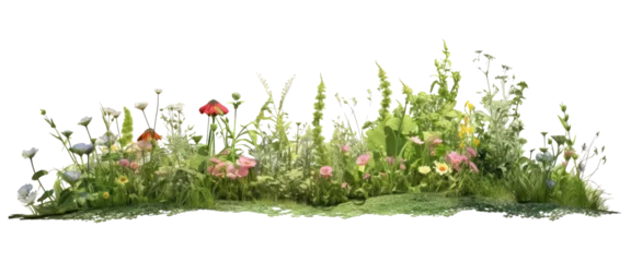 Papier Peint photo Herbe beautiful piece of green meadow flowers isolated on transparent background