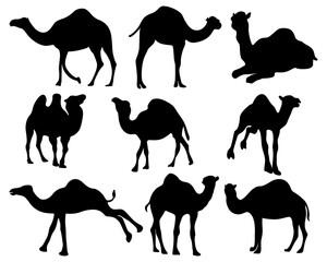 camel silhouettes vector illustration.
