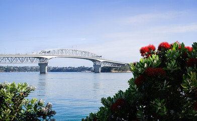 Auckland Harbour Bridge framed by Pohutukawa blooms. New Zealand Christmas tree. - obrazy, fototapety, plakaty