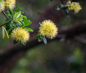 Close-up image of yellow Pohutukawa blooms in the rain. New Zealand Christmas Tree. Auckland.