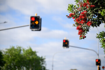Pohutukawa trees in full bloom in summer, New Zealand Christmas Tree. Out-of-focus red and orange traffic lights against a cloudy sky.