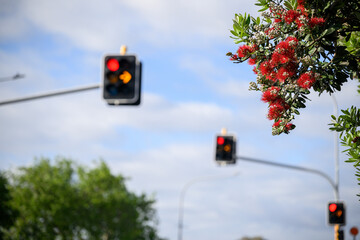 Pohutukawa trees in full bloom in summer, New Zealand Christmas Tree. Out-of-focus red and orange...
