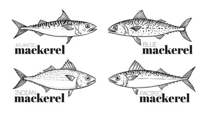 Hand drawn sketch style mackerel set. best for fish restaurant menu, fish and seafood market designs. Vector illustrations on white.