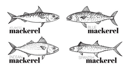 Hand drawn sketch style mackerel set. best for fish restaurant menu, fish and seafood market designs. Vector illustrations on white. - obrazy, fototapety, plakaty