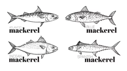 Foto op Canvas Hand drawn sketch style mackerel set. best for fish restaurant menu, fish and seafood market designs. Vector illustrations on white. © Sketch Master