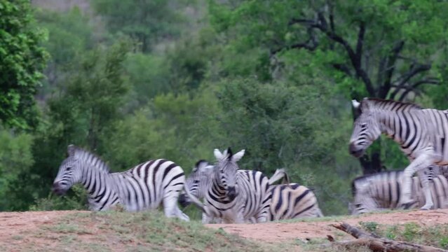 a herd of zebra running