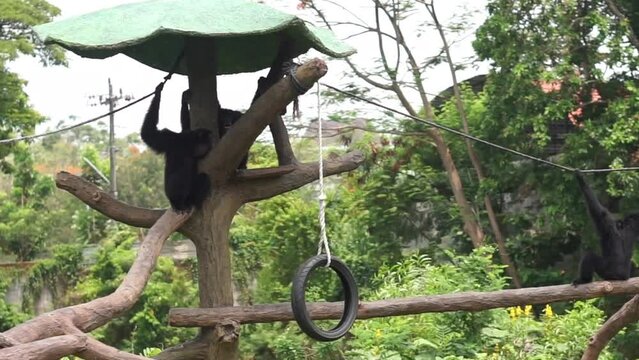 Javanese Langur or Trachypithecus auratus at the Solo Safari Zoo, Surakarta, Indonesia