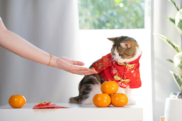 chinese new year concept with woman hand giving red envelope with cat wearing red chinese traditional cloth with orange and gold on table