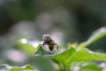 fly on a leaf