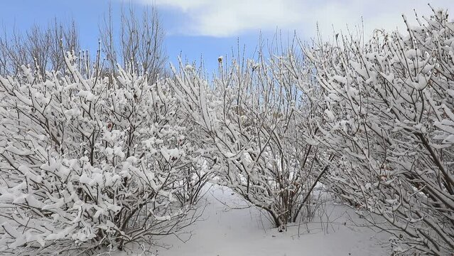 Shrubs in snow, North China Plain