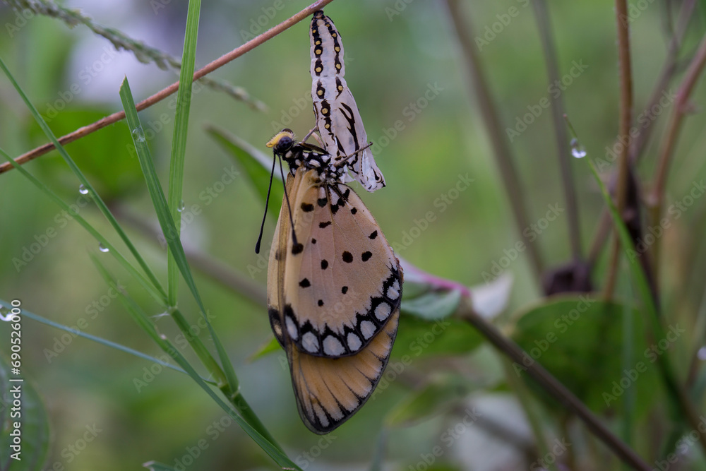 Poster butterfly on a flower