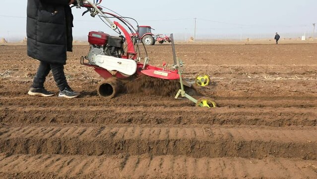 farmers operate ditching machines to dig ditches to plant ginger on a farm in North China