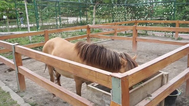 Footage of a brown horse or pony eating at the Solo Safari Zoo in Surakarta, Indonesia.