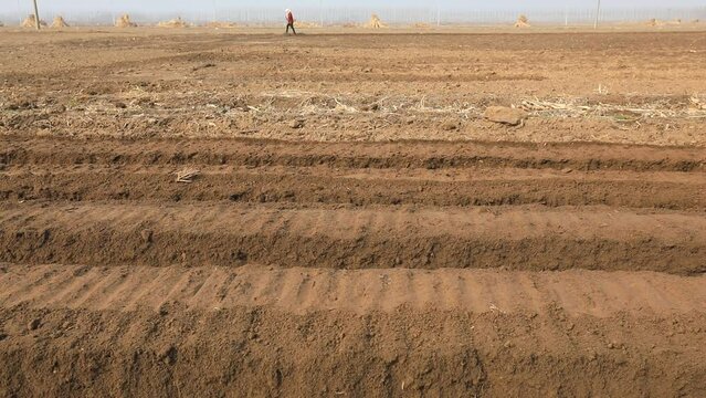 farmers operate ditching machines to dig ditches to plant ginger on a farm in North China