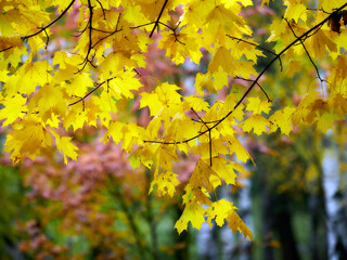 Autumn landscape. Composition of yellow and green leaves..Bright fall foliage as background or texture