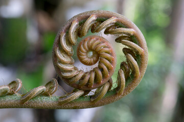 close up of a spiral