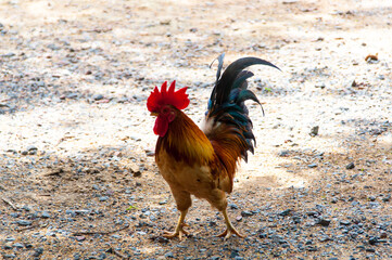 rooster in the farm