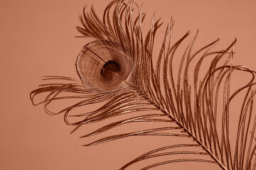 Peacock feather on a solid background. Flat lay, place for text. Peach fuzz is color of year 2024.