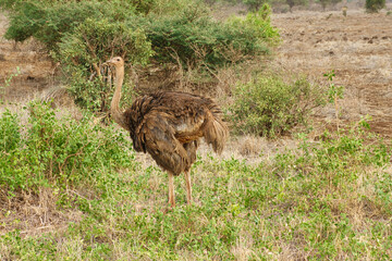 Vögel im Nationalpark Tsavo Ost, Tsavo West und Amboseli in Kenia