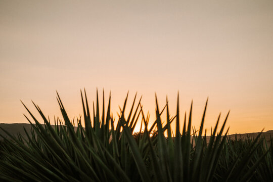 ATARDECER EN CAMPO DE AGAVE