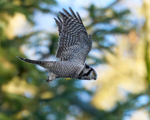 Northern hawk owl (Surnia ulula)