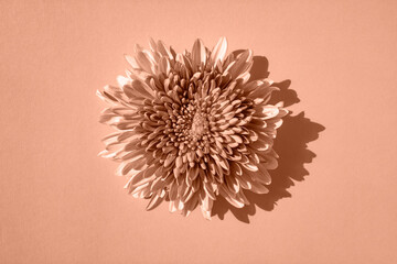 Chrysanthemum flower close up. Peach fuzz is color of year 2024.