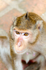 close up of a macaque