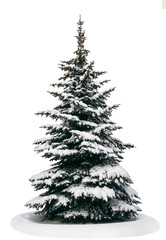 A spruce tree in the snow on a white background is isolated without decoration.