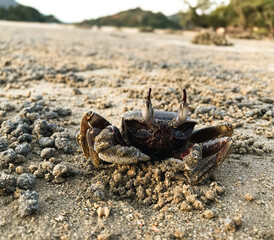 crab on the sand ,Horned Ghost Crab,closeup crab