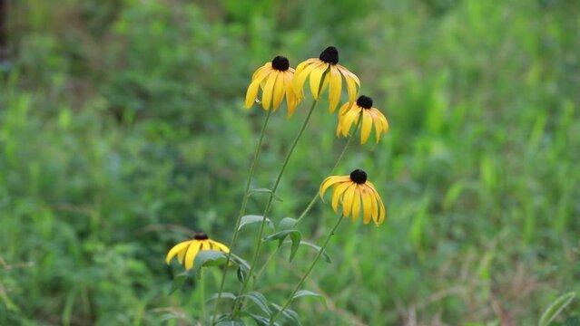 rudbeckia hirta blooming in the garden, North China