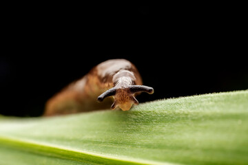 slug inhabiting on the leaves of wild plants