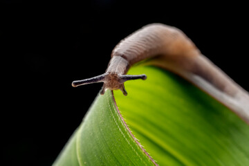 slug inhabiting on the leaves of wild plants