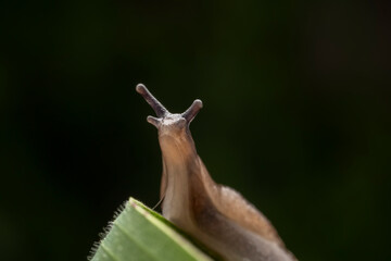 slug inhabiting on the leaves of wild plants
